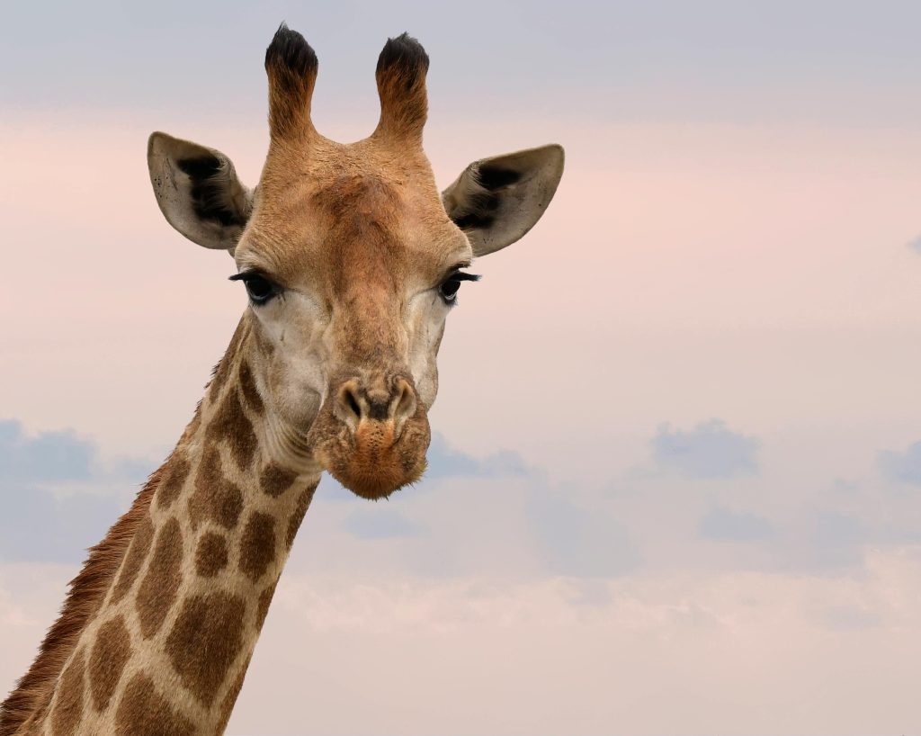 Photograph of a of a giraffe's head. It's looking directly at the camera. A slightly pink sky in the background suggests dawn or sunset.